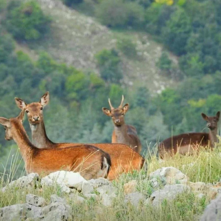 טויראנו Agriturismo Monte Acuto - Natura, Mare & Relax In Piscina מראה חיצוני תמונה