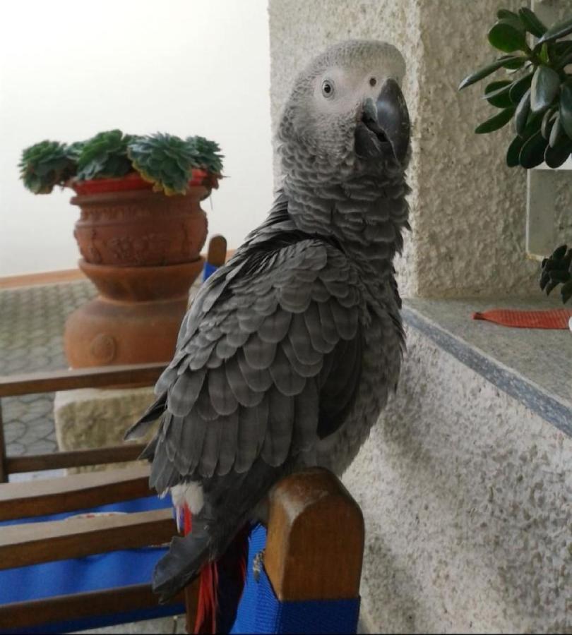 טויראנו Agriturismo Monte Acuto - Natura, Mare & Relax In Piscina מראה חיצוני תמונה
