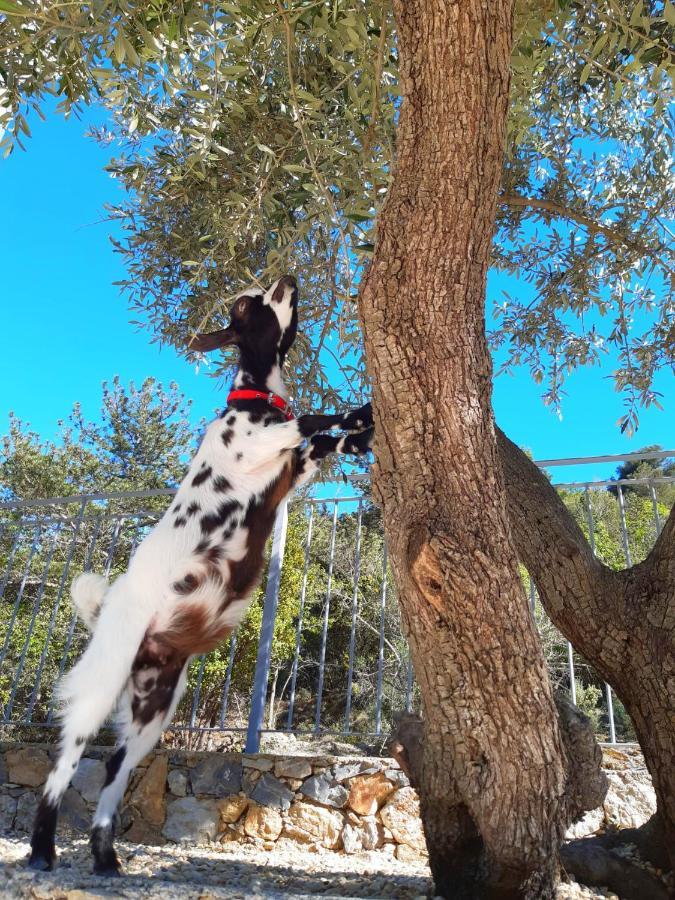 טויראנו Agriturismo Monte Acuto - Natura, Mare & Relax In Piscina מראה חיצוני תמונה
